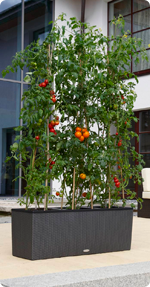 Tomate im LECHUZA-TRIO