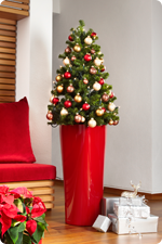 Pflegetipps für Weihnachtsbäume in LECHUZA Pflanzgefäßen