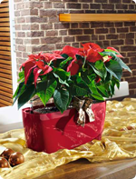 Pflegetipps für Weihnachtsstern in LECHUZA Pflanzgefäßen