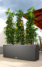 Orangen im TRIO Cottage
