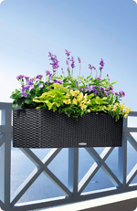 Pflanztipps für Balkonblumen in BALCONERA Cottage