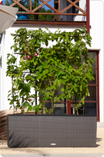 Passionsblume im TRIO Cottage